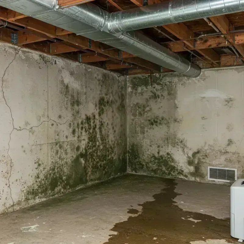 Professional Mold Removal in Osgood, IN